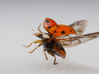 Samen overwinteren heeft voor lieveheersbeestjes ook nadelen