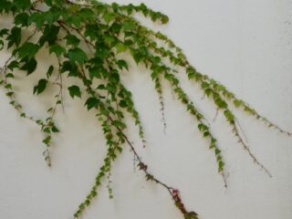 'Doe het eens wat minder proper in de tuin: het zal uw leven ook gemakkelijker maken'