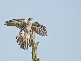 Frater Willibrordus Prijs 2022 voor mooiste waarneming Fenolijn gaat naar Mirjam Wiskerke
