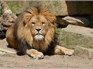 'Dieren fokken voor ons vermaak is onacceptabel'