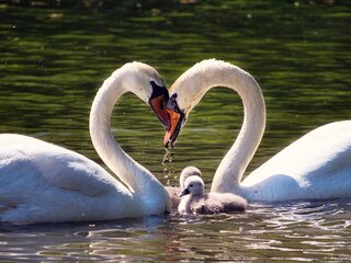 Helaas, de knobbelzwaan is helemaal niet monogaam