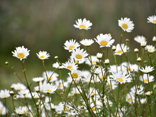 Natuur heeft grondwater hard nodig