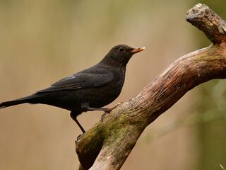 Het Jaar van de Merel: tijd om stil te staan bij deze 'doodgewone' vogel
