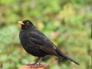 Help tuinvogels: tel ze!