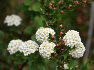 Modern struikroven is legaal en duurzaam!