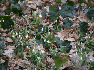 Ondanks de klimaatellende, komt de lente weer vroeg