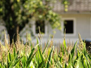 Column Mariken Heitman: Wat is er eigenlijk mis met een romantisch landleven?