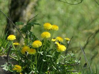 Trek paardenbloemen niet uit de tuin: ze zijn belangrijk voor bodem, insecten én de mens