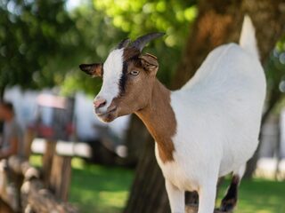 Een geit redt een kip én gaat viraal: sociale dieren zijn populair