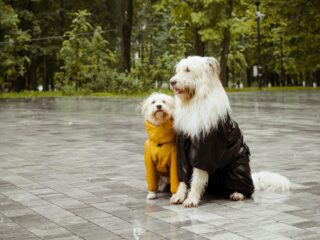 Alledaagse Vragen - Wie controleert dierenleed op de socials?