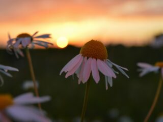 Welke planten bloeien bij jou in de buurt?