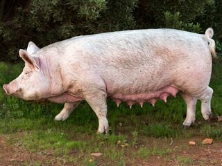 Is het ethisch verantwoord om een mens een varkenshart te geven?