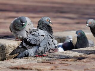 Alledaagse Vragen - Worden er nog postduiven gebruikt?