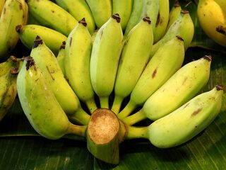 Gaat Nederland de banaan redden van het verwoestende schimmel TR4?