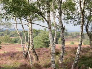 Berk, beuk of eik? Kindercanon van de Nederlandse natuur geeft het goede antwoord!