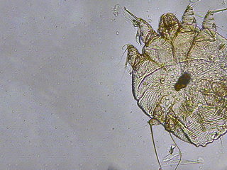 Schurft & Rosé: in studentenhuizen is dit kleine beestje bezig met een opmars