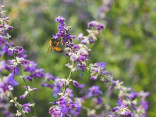 Biodiversiteit moet meetbaar worden