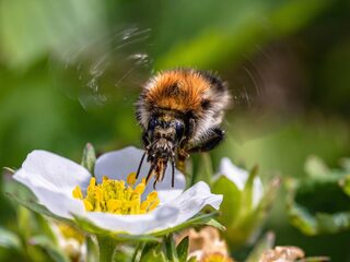 Natuurjournalist Kirsten Dorrestijn: 'Op een dag ben ik verliefd geworden op de hommel'