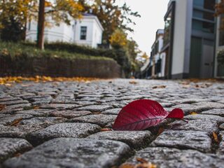 Nieuwe omgevingswet zorgelijk voor natuur