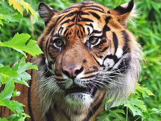Na jaren zit de tijger weer in de lift