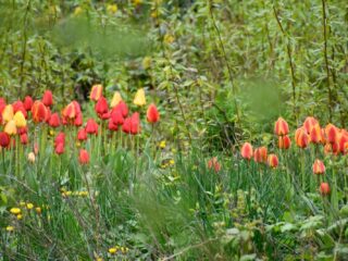 Maak van je tegeltuin een groene tuin!