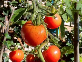 Moestuinieren: dé manier om te onthaasten. En iedereen kan het