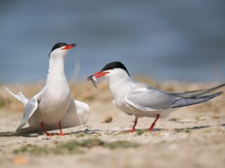 Spieringvisserij misschien binnenkort verleden tijd