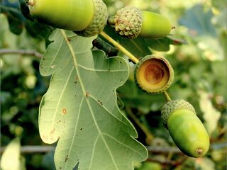 Niemand onder de machtige eikenboom weet dat hij begonnen is in een kleine hangbak