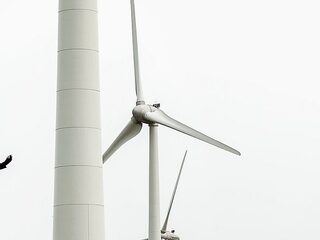 Vogelsterfte door windmolens kan voorkomen worden met zwarte wieken en detectiesystemen