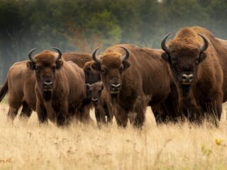 De sleutelrol van de grote grazer | Podcast