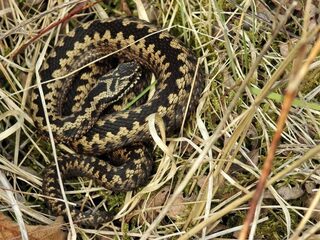Waarom je beter niet gebeten kunt worden door een adder