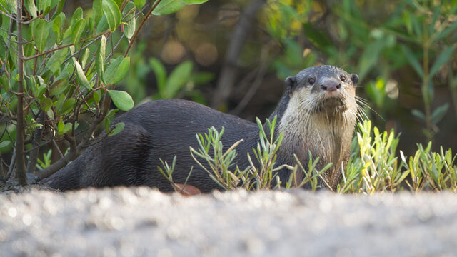Hoe de otter weer terugkwam in Nederland