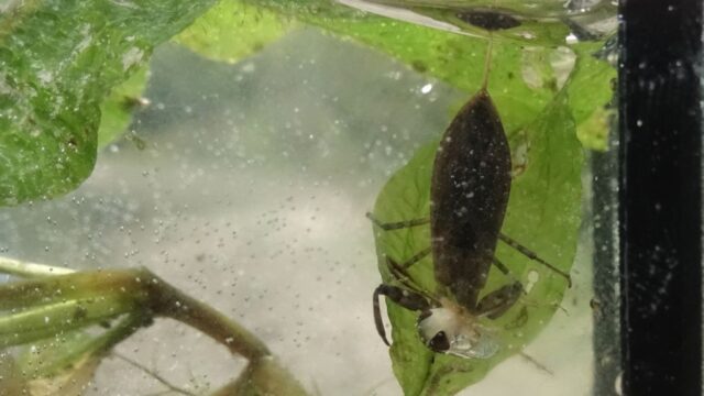 Het insect van het jaar 2022 is de waterschorpioen!