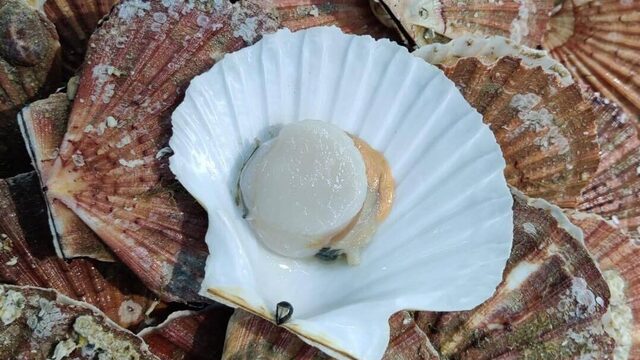 Een eenvoudig voorgerecht voor de feestdagen: coquilles met vanille op gekaramelliseerde witlof