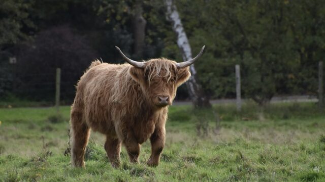 Loeiende koeien praten wel degelijk met elkaar