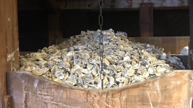 Poeder van oesterschelpen moet nieuwe oesters aantrekken