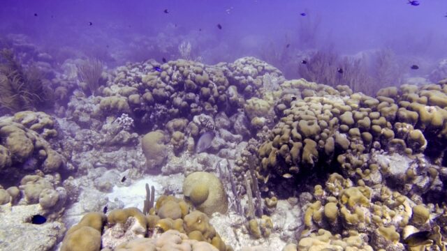 Koraalrif Bonaire bedreigd door kunstmatig zandstrand