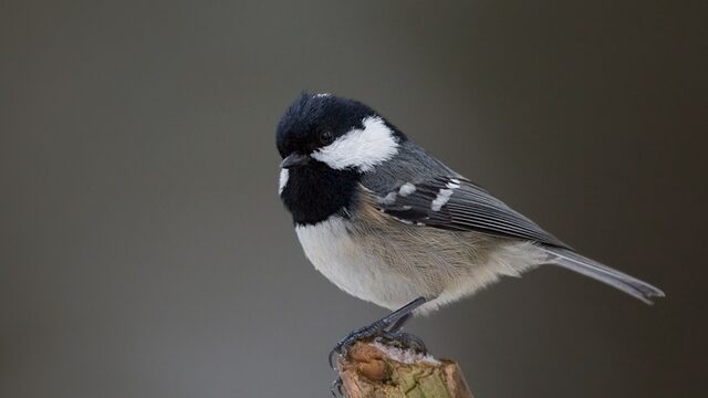 Vogels herkennen is moeilijker dan je denkt