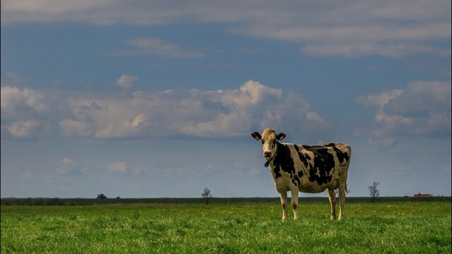 Supermarkt Plus over op biologische melk: is dat wel zo'n goed idee?