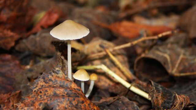 Stikstof verstoort relaties tussen schimmels en planten