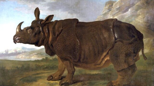 Clara was de eerste neushoorn in Nederland