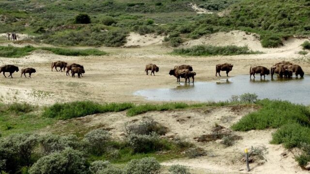 Hardlopen in de Kennemerduinen: 'Schitterend, in alle opzichten en ontroerend mooi'
