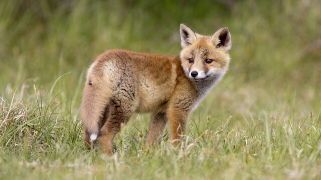 Wat is de plek van de vos in de Nederlandse natuur?