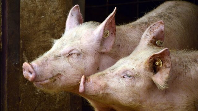 Vakbond voor Dieren pleit voor een CAO voor geiten, koeien, varkens en kippen