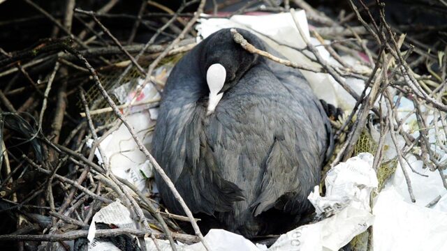 Dit is het eerste onderzoek naar plasticgebruik door meerkoeten