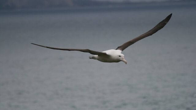 Wat heeft de albatros met atoomproeven te maken?
