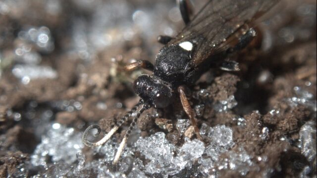 Deze insecten trekken zich terug voor een winterslaap