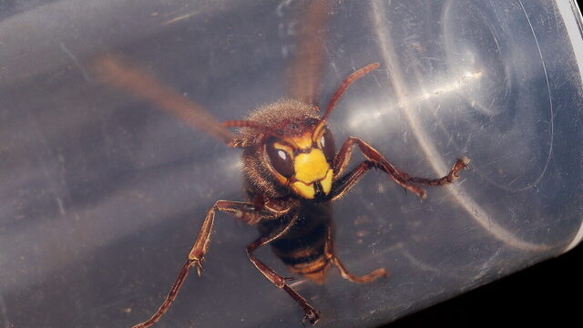 Geniet van deze wespen in jouw tuin!