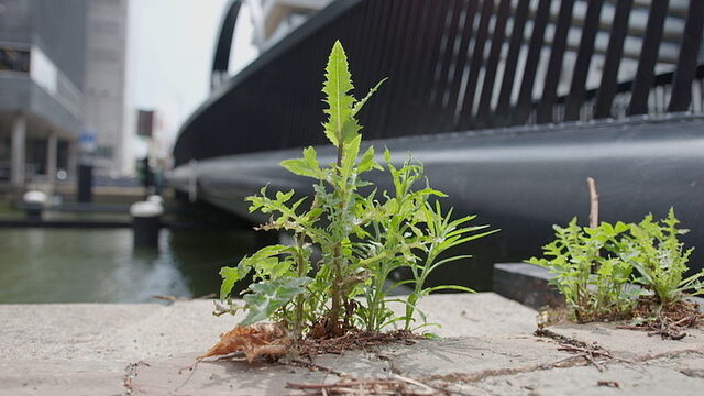 Kijk wat vaker naar grond: stoepplantjes belangrijk voor biodiversiteit