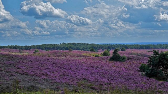 Nederlandse natuur is onwaarschijnlijk mooi: behouden en beschermen is belangrijk